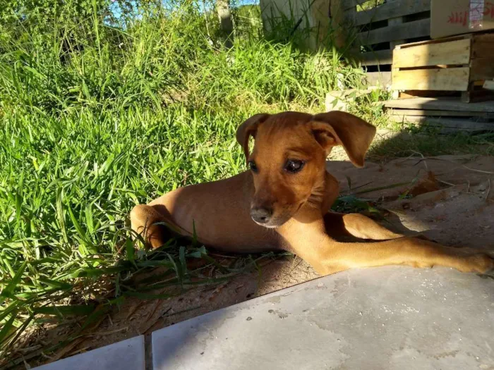 Cachorro ra a Viralatas idade 2 a 6 meses nome Faísca