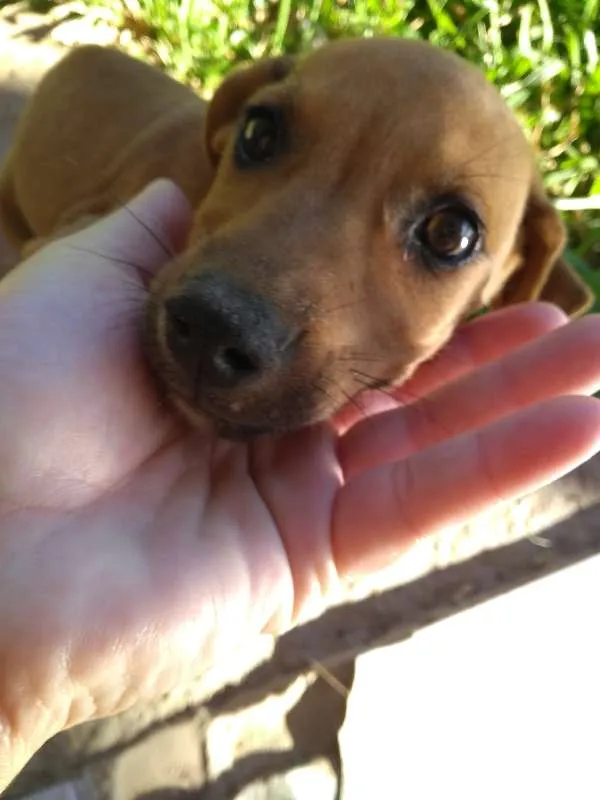 Cachorro ra a Viralatas idade 2 a 6 meses nome Faísca