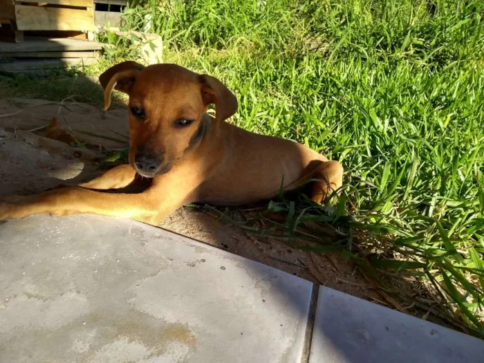 Cachorro ra a Viralatas idade 2 a 6 meses nome Faísca
