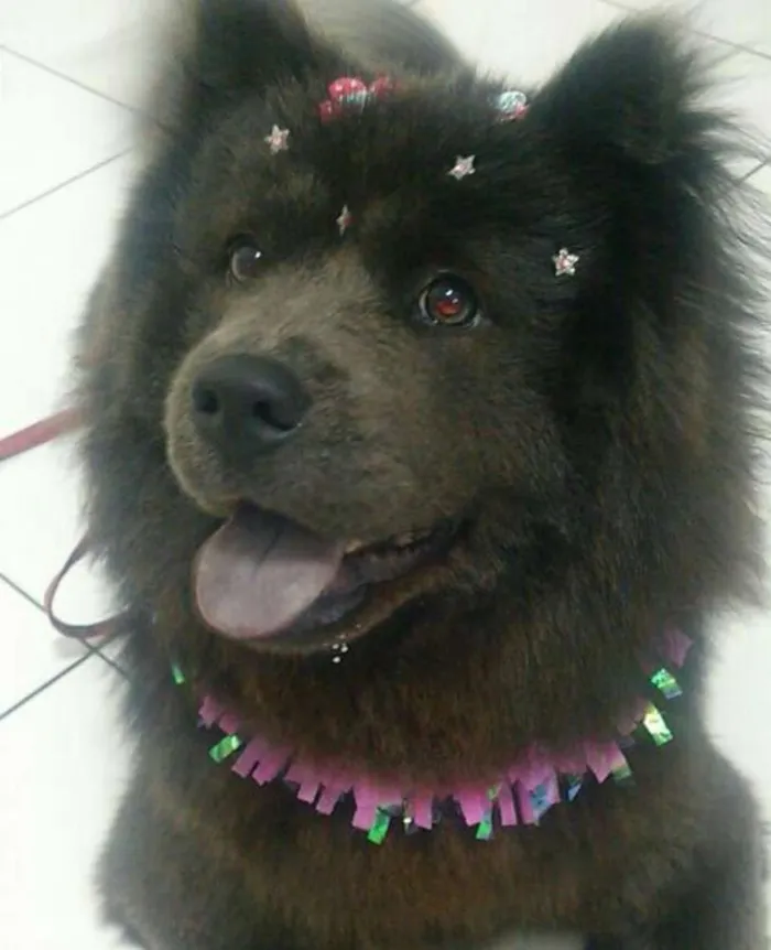 Cachorro ra a Chow chow idade 4 anos nome Cristal