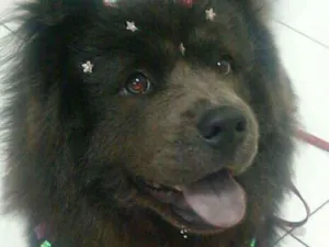 Cachorro raça Chow chow idade 4 anos nome Cristal