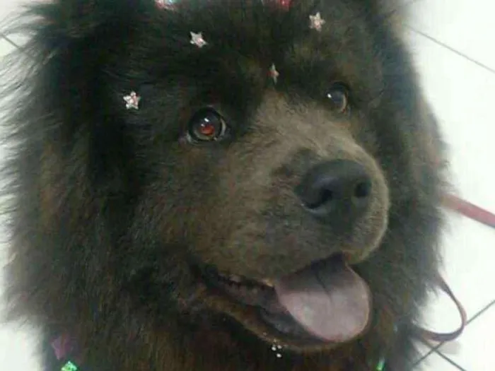 Cachorro ra a Chow chow idade 4 anos nome Cristal