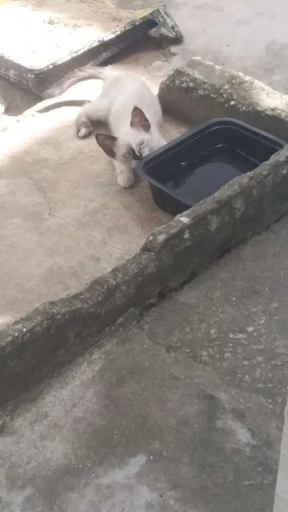 Gato ra a Mestiça  idade 2 a 6 meses nome Malhadinha 