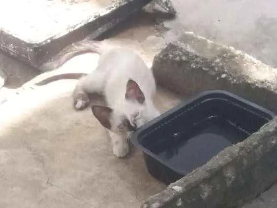 Gato ra a Mestiça  idade 2 a 6 meses nome Malhadinha 