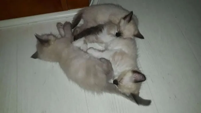 Gato ra a Siamês com angorá idade 2 a 6 meses nome Sem nome