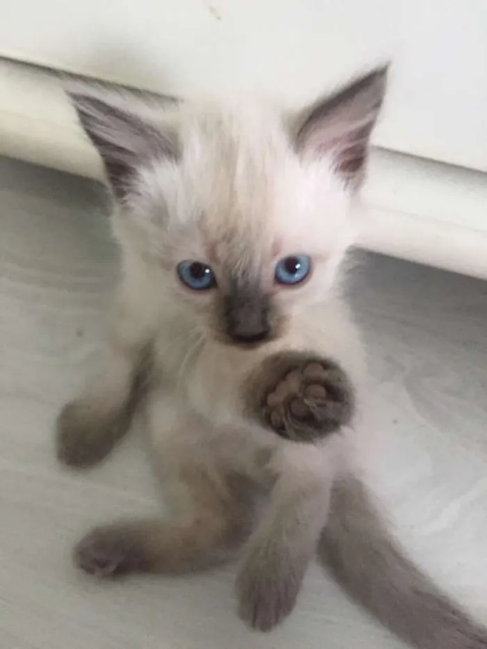 Gato ra a Siamês com angorá idade 2 a 6 meses nome Sem nome