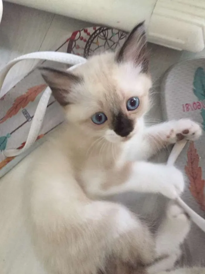 Gato ra a Siamês com angorá idade 2 a 6 meses nome Sem nome