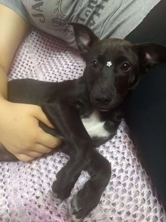 Cachorro ra a SRD idade 2 a 6 meses nome Sem nome