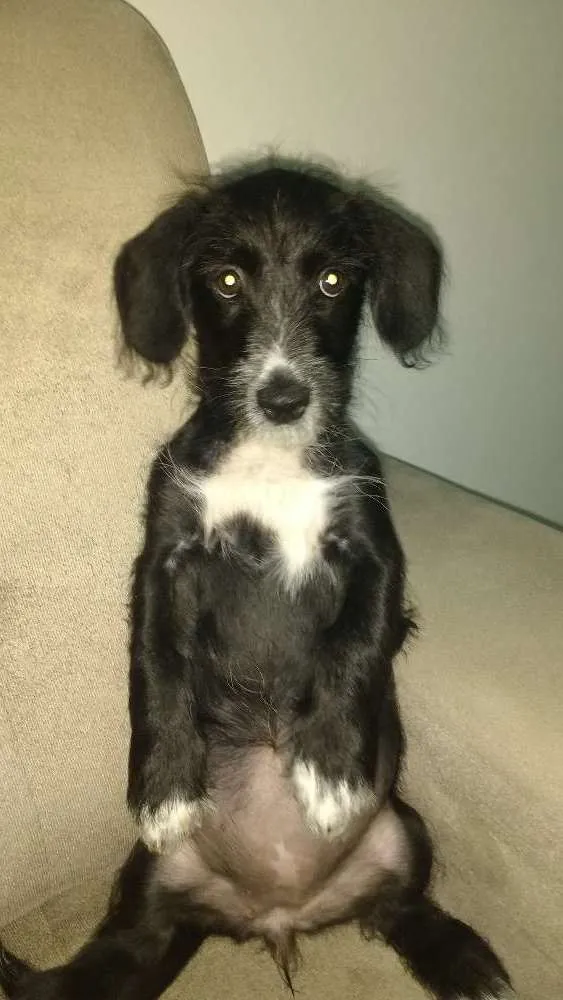 Cachorro ra a Vira lata idade 2 a 6 meses nome Malu