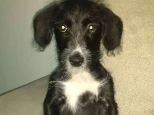 Cachorro raça Vira lata idade 2 a 6 meses nome Malu