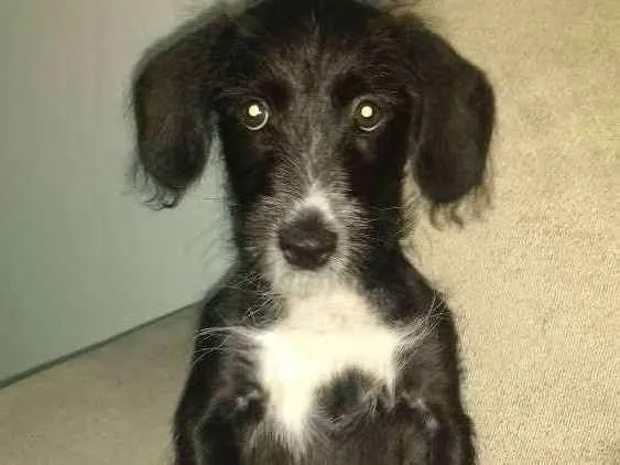 Cachorro ra a Vira lata idade 2 a 6 meses nome Malu