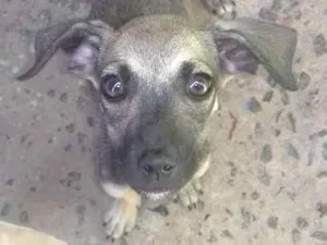 Cachorro raça Mestiços  idade 2 a 6 meses nome Não definido