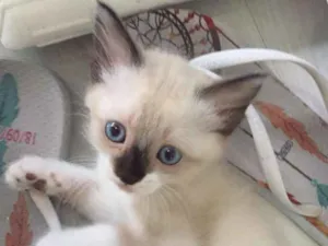 Gato raça Siamês com angorá idade 2 a 6 meses nome Sem nome