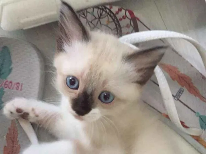 Gato ra a Siamês com angorá idade 2 a 6 meses nome Sem nome