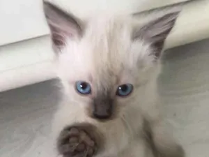 Gato raça Siamês com angorá idade 2 a 6 meses nome Sem nome