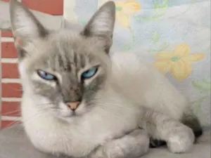 Gato raça  idade  nome Não sei o nome