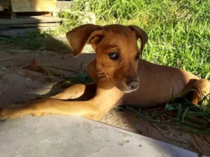 Cachorro raça Viralatas idade 2 a 6 meses nome Faísca