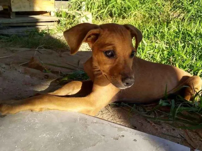 Cachorro ra a Viralatas idade 2 a 6 meses nome Faísca