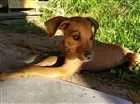 Cachorro raça Viralatas idade 2 a 6 meses nome Faísca