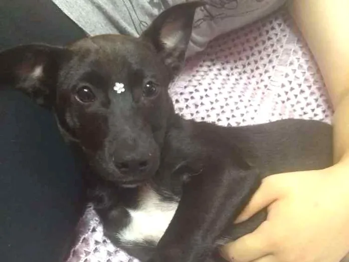Cachorro ra a SRD idade 2 a 6 meses nome Sem nome