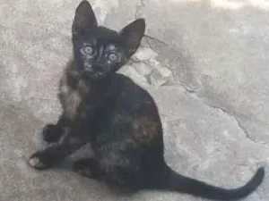 Gato raça Mestiça  idade 2 a 6 meses nome Malhadinha 