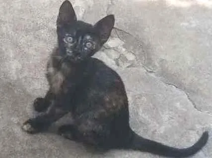 Gato ra a Mestiça  idade 2 a 6 meses nome Malhadinha 