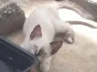 Gato ra a Mestiça  idade 2 a 6 meses nome Malhadinha 
