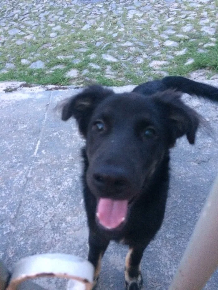 Cachorro ra a Vira lata idade 2 a 6 meses nome Sem nome