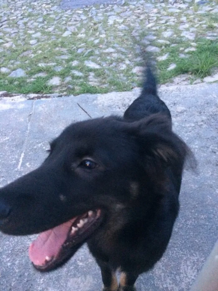 Cachorro ra a Vira lata idade 2 a 6 meses nome Sem nome