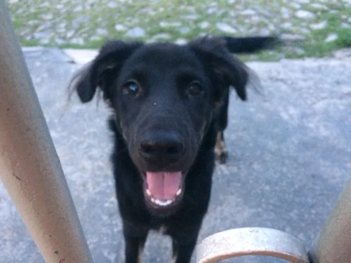 Cachorro ra a Vira lata idade 2 a 6 meses nome Sem nome