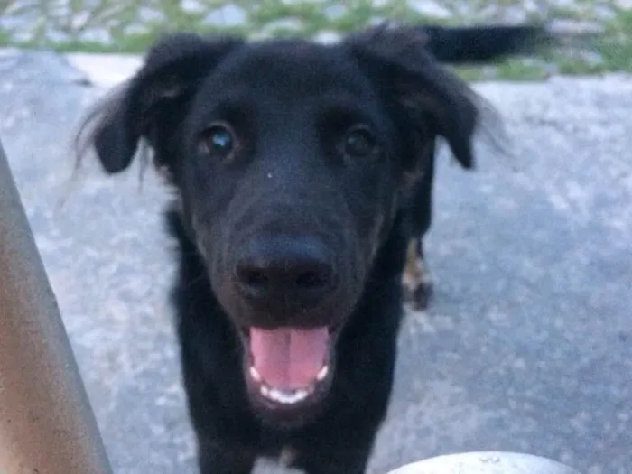 Cachorro ra a Vira lata idade 2 a 6 meses nome Sem nome