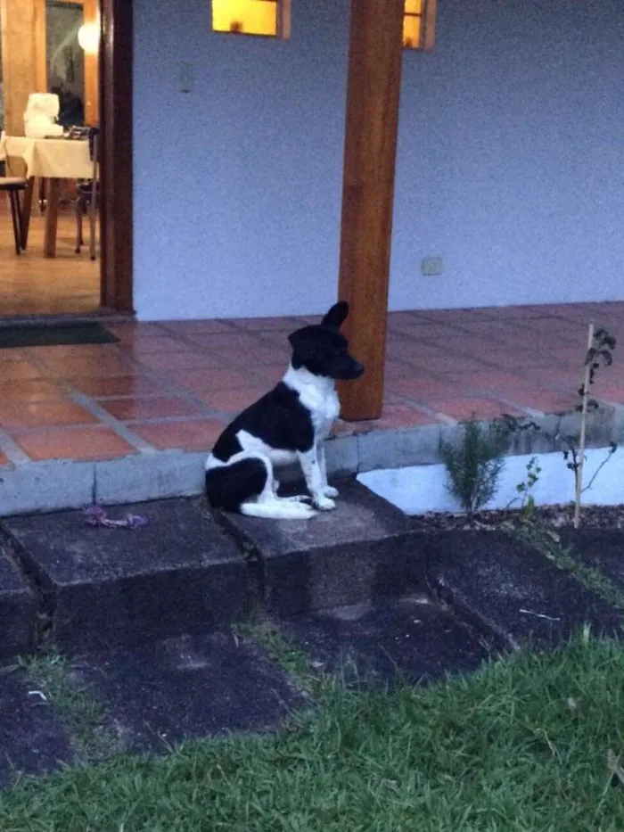 Cachorro raça Não sei idade  nome Desconhecido