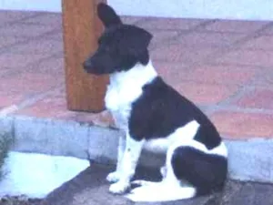 Cachorro raça Não sei idade  nome Desconhecido
