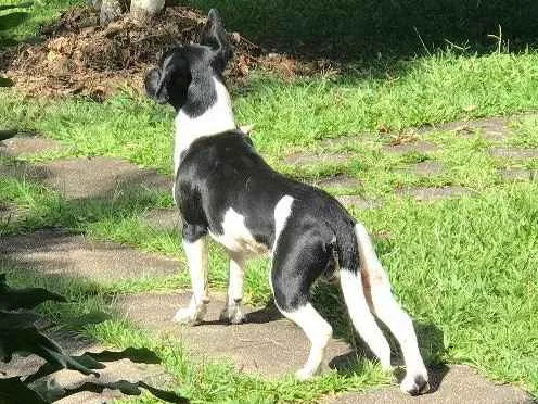 Cachorro raça Não sei idade  nome Desconhecido