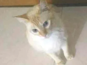 Gato raça Indefinida idade 5 anos nome Jade e Nick