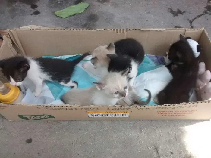 Gato ra a não sei idade Abaixo de 2 meses nome gato