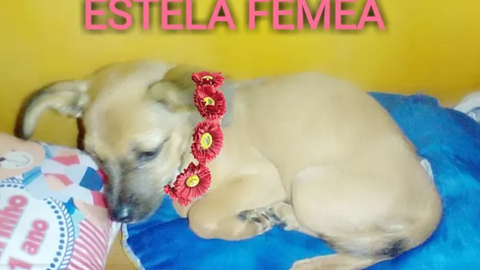 Cachorro ra a srd idade 2 a 6 meses nome ESTELA