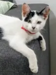 Sofia