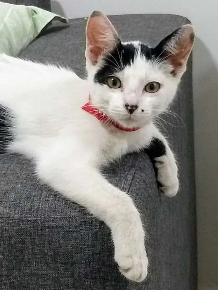Gato ra a SRD idade 2 a 6 meses nome Sofia