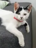 Sofia