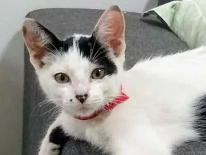 Gato raça SRD idade 2 a 6 meses nome Sofia