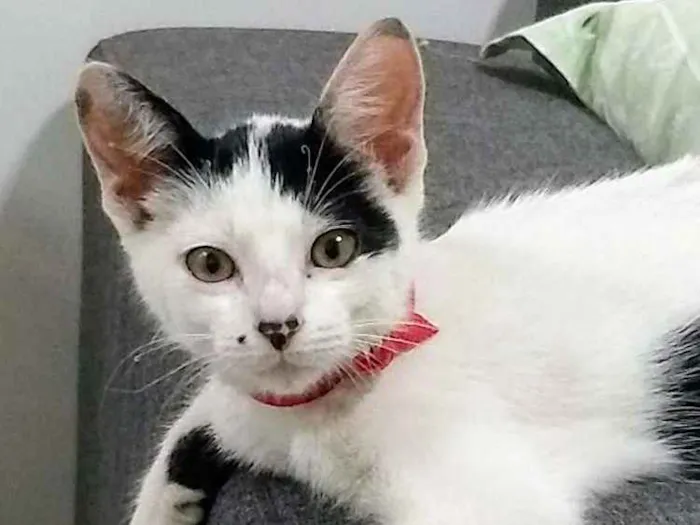 Gato ra a SRD idade 2 a 6 meses nome Sofia
