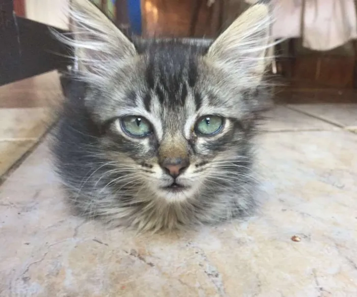 Gato ra a  idade Abaixo de 2 meses nome Corujinha