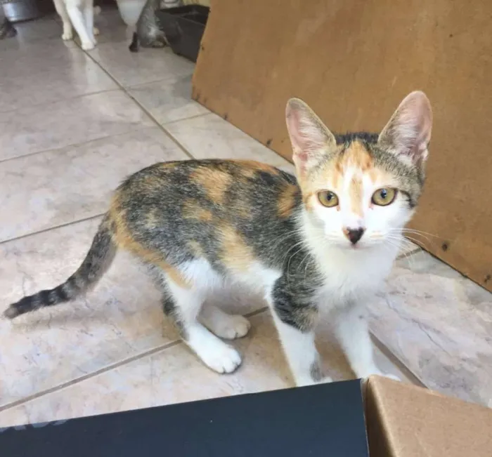 Gato ra a  idade 2 a 6 meses nome Borboleta 