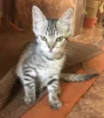 Zebrinha