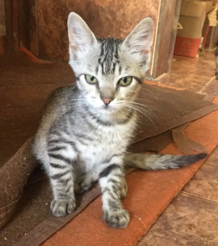 Gato ra a  idade 2 a 6 meses nome Zebrinha