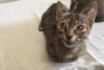 Mel
