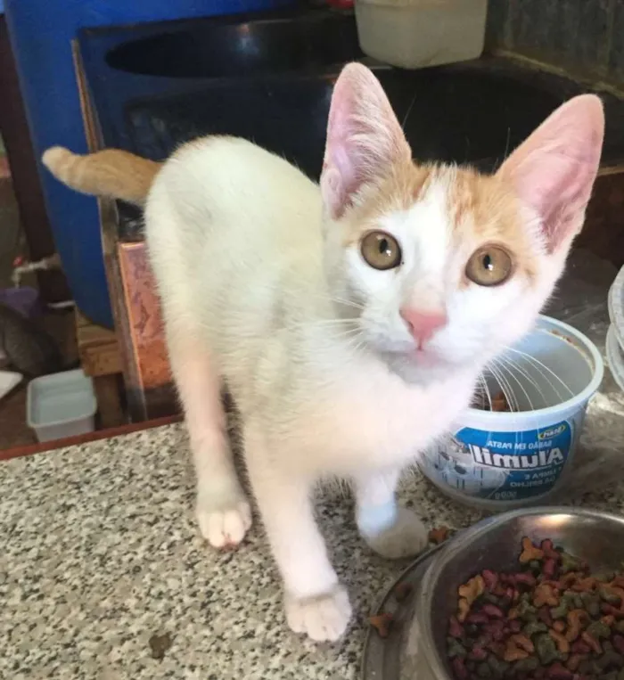 Gato ra a  idade 2 a 6 meses nome Sininho