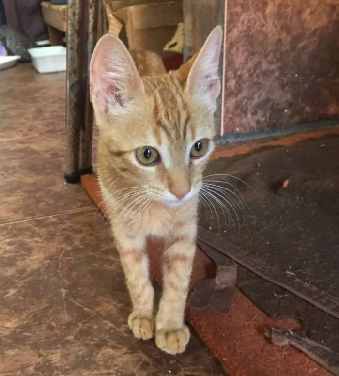 Gato ra a  idade 2 a 6 meses nome Gasparzinho