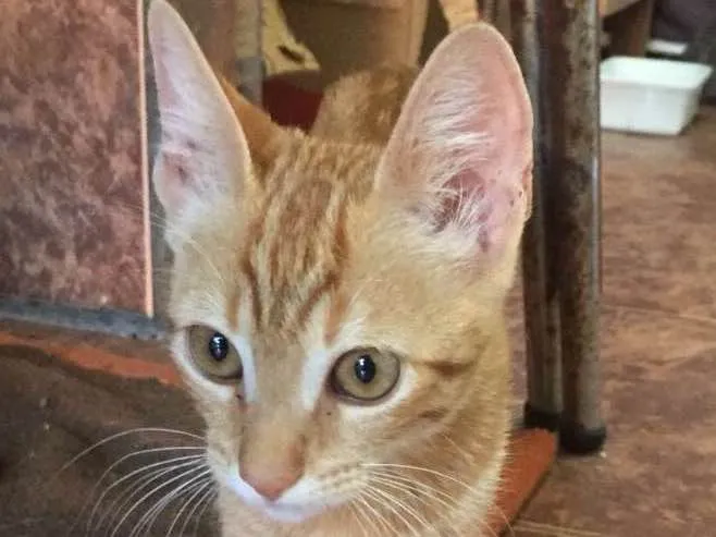 Gato ra a  idade 2 a 6 meses nome Gasparzinho